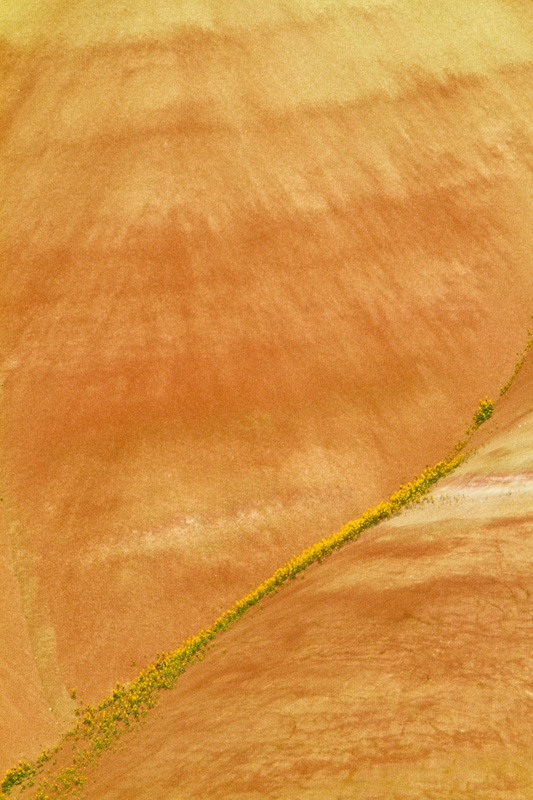 Flowers And Badlands